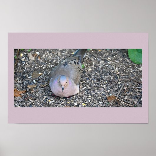 Mourning Dove Poster (Vorne)