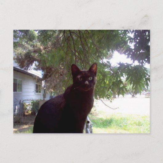 Mouschi Postkarte (Vorderseite)