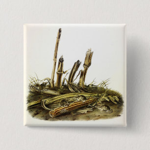 Mouse oder Maus mit geringer Ernte Button