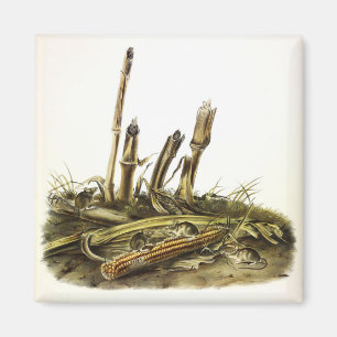 Mouse oder Maus mit geringer Ernte Magnet
