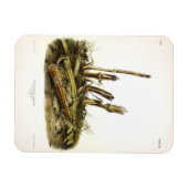 Mouse oder Maus mit geringer Ernte Magnet (Horizontal)