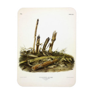 Mouse oder Maus mit geringer Ernte Magnet