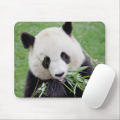 Mouse Pad Foto giant panda , animals 0261. Mousepad (Mit Mouse)