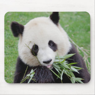 Mouse Pad Foto giant panda , animals 0261. Mousepad
