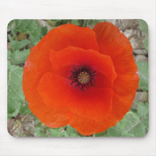 Mouse Pad. Poppy ,(Mohn) Mousepad (Vorne)