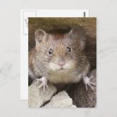 Mouse Portrait Postkarte (Vorne/Hinten)