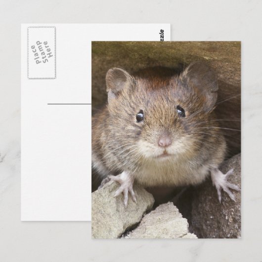 Mouse Portrait Postkarte (Vorne/Hinten)