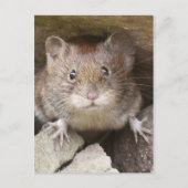 Mouse Portrait Postkarte (Vorderseite)