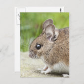 Mouse-Profil Postkarte (Vorne/Hinten)