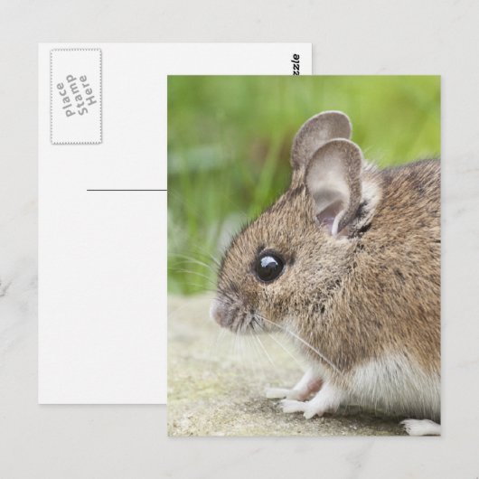 Mouse-Profil Postkarte (Vorne/Hinten)