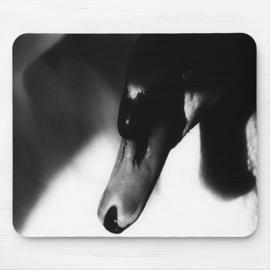 Mousemat Weißschwan, Foto, individuell einstellbar Mousepad (Vorne)