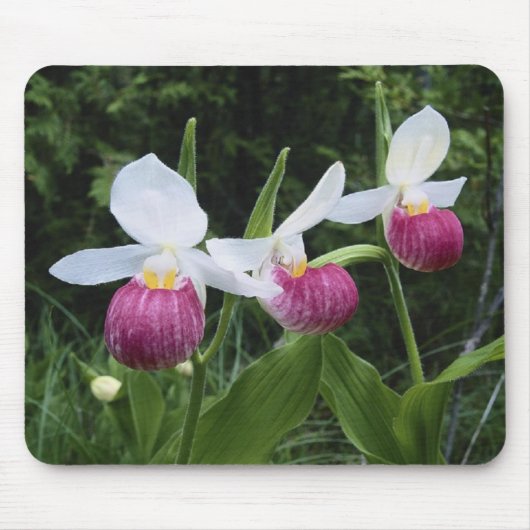 Mousepad-Dame Pantoffel Orchideen Mousepad (Vorne)