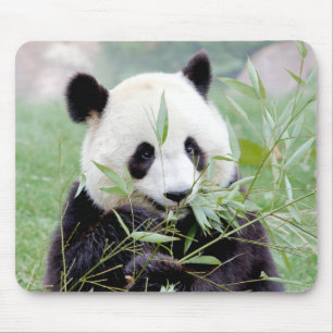 Mousepad. Foto Riesenpanda. Panda Geant. Mousepad