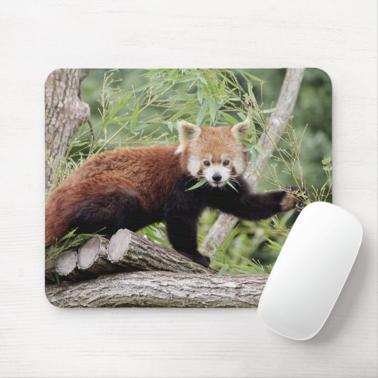Mousepad. Foto roter Panda. Panda roux. Tiere. Mousepad (Mit Mouse)