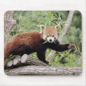 Mousepad. Foto roter Panda. Panda roux. Tiere. Mousepad (Vorne)