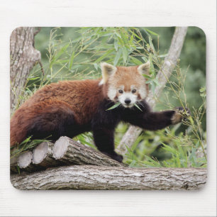 Mousepad. Foto roter Panda. Panda roux. Tiere. Mousepad