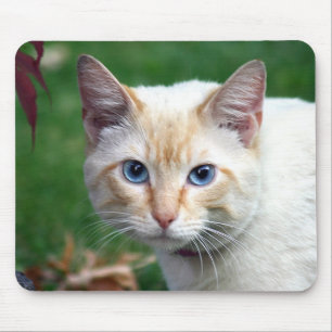 Mousepad Gesicht der siamesischen Katze
