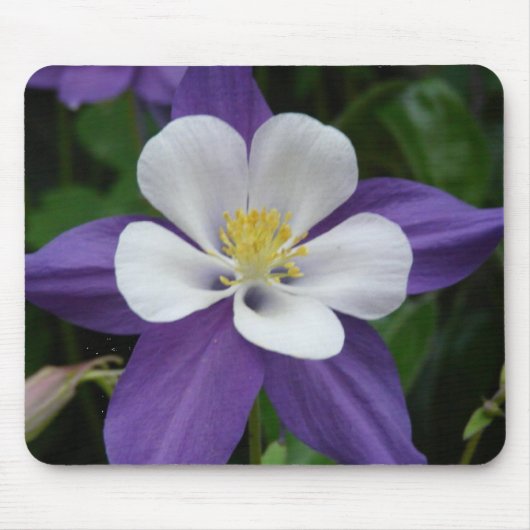 Mousepad mit Lila und weißer Blume aus Kolumbien (Vorne)