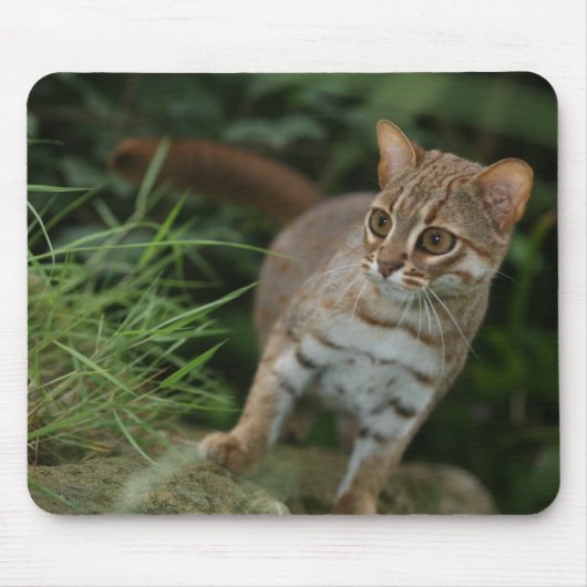 Mousepad - rostige gepunktete Katze (Vorne)