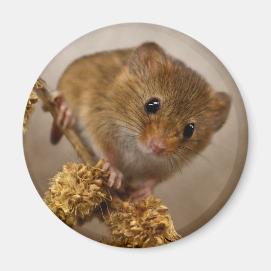 Mousie Magnet (Vorne)