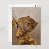 Mousie Postcard Postkarte (Vorne/Hinten)