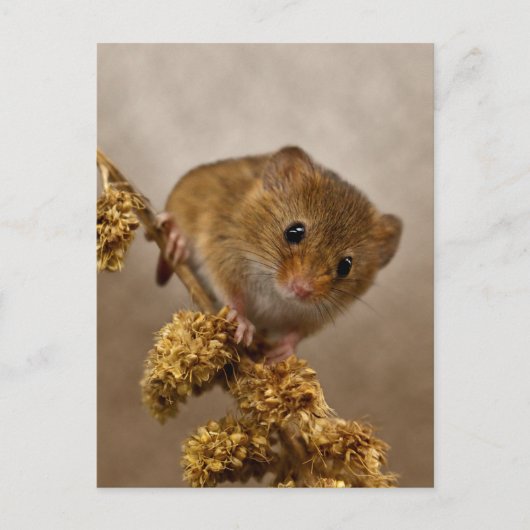 Mousie Postcard Postkarte (Vorderseite)