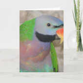 Moustached Parakeet Karte (Vorderseite)