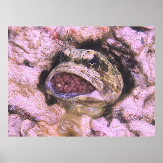 Mouth Brooding Poster (Vorne)