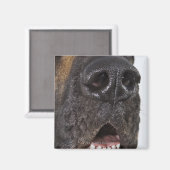 Mouth of Great Dane, nah-up Magnet (Vorderseite/Rückseite)