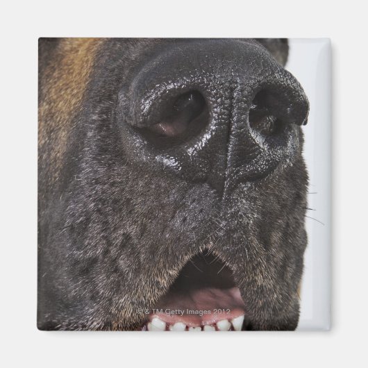 Mouth of Great Dane, nah-up Magnet (Vorne)