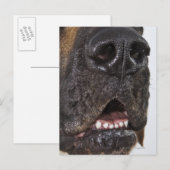 Mouth of Great Dane, nah-up Postkarte (Vorne/Hinten)