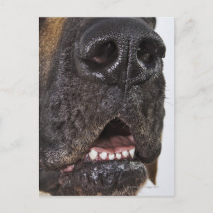 Mouth of Great Dane, nah-up Postkarte