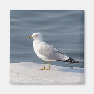 Möve auf Eis Magnet