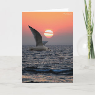 Möve auf Oberem See Karte