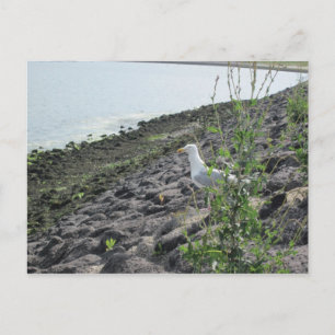 Möve Postkarte