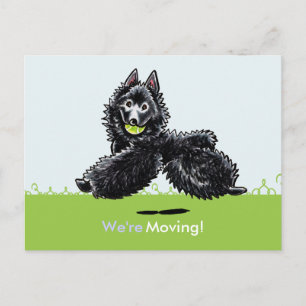 Moved Moving Schipperke Neue Adressankündigungen Ankündigungspostkarte