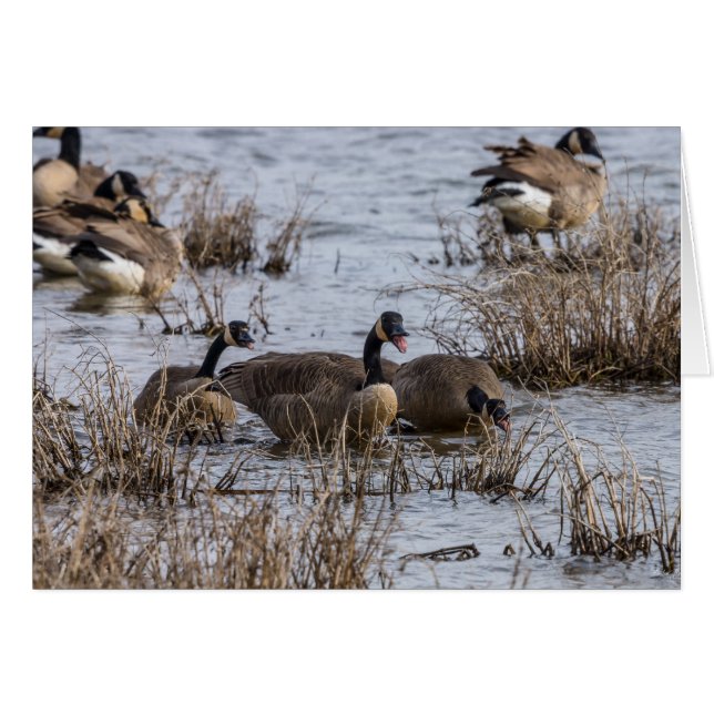 Moving In (Vorderseite (Horizontal))