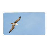 Möwe (Vorne)