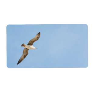 Möwe