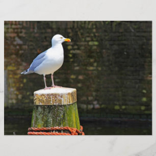 Möwe