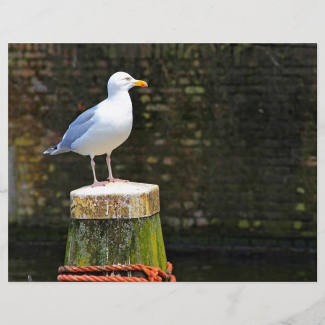 Möwe (Vorderseite)