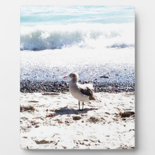 Möwe am Ozean am Strand Bild Fotoplatte