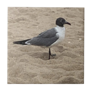 Möwe am Strand im Sand Fliese
