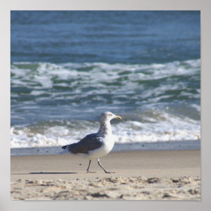 Möwe am Strand Poster