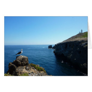 Möwe auf Anacapa Island bei Channel Islands