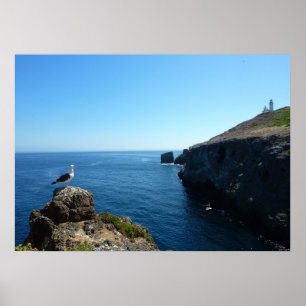 Möwe auf Anacapa Island bei Channel Islands Poster