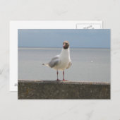 Möwe auf der Mauer an der Nordsee Postkarte (Vorne/Hinten)
