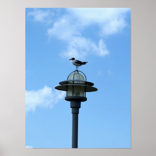 Möwe auf Lichtposter Poster (Vorne)