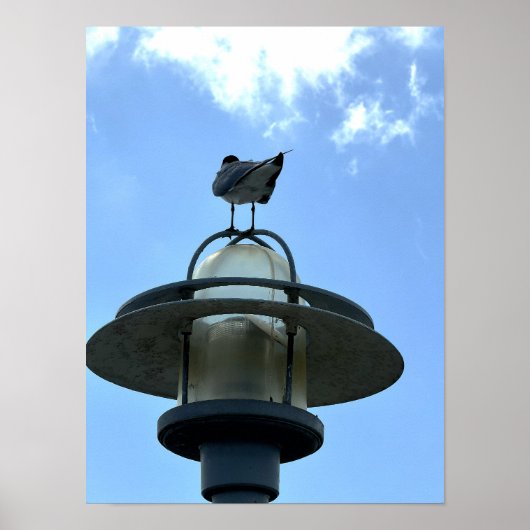 Möwe auf Lichtposter Poster (Vorne)
