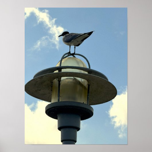 Möwe auf Lichtposter Poster (Vorne)